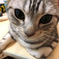 ネコシエル 会員画像