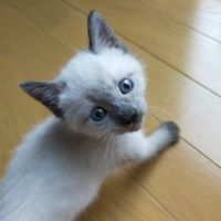 ねこもり 会員画像