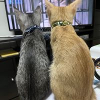 てんかみ 会員画像