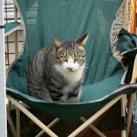 ちょおりん 会員画像