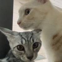 トラトコ 会員画像