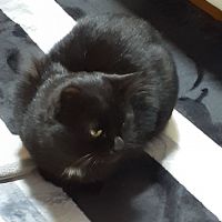 かじょじょ 会員画像