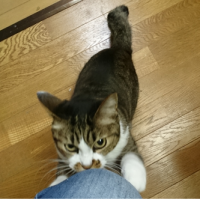 sazanka 会員画像