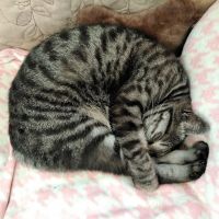 リンドママ 会員画像