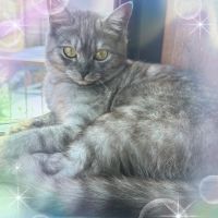 キツネブタ 会員画像