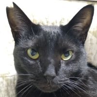 黒猫つん 会員画像