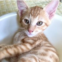 yuzu_lemon 会員画像