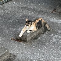 ぎんちゃんちゅらさん 会員画像