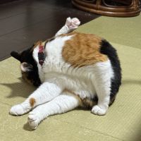 みけとさびさん
