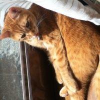 苺大福 会員画像