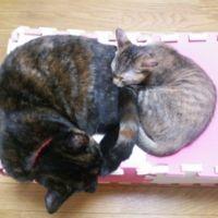 うずこ 会員画像