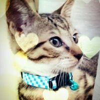 会員画像