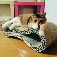 やさぐれチャコ 会員画像