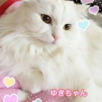 ゆきみみ 会員画像