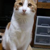 猫万太郎 会員画像