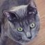 だって猫だもの