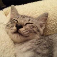 にくきゅう 会員画像