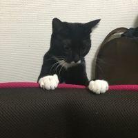 ぷーる 会員画像