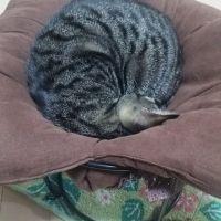 コマリ 会員画像