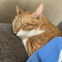 どかべんさん