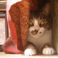 komakichiさん