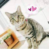 すずきねこ 会員画像