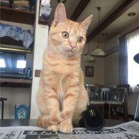 ＴＯＭ