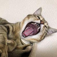 ちゃとくん 会員画像