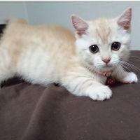 ゆめまっしぐらさん