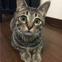 Kファミリー 会員画像
