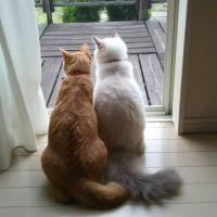 ピンクピンクさん