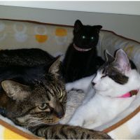 ねこさんひき 会員画像