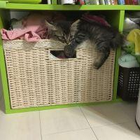 しづちゃん 会員画像
