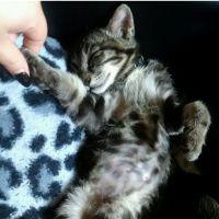 ねこねこちょん 会員画像