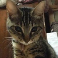 ぱ ぴ 会員画像