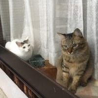 ステラおばさん 会員画像