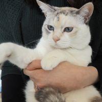 もっちりねこ 会員画像