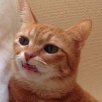 microjam 会員画像
