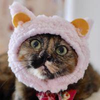 ねこざくろ 会員画像