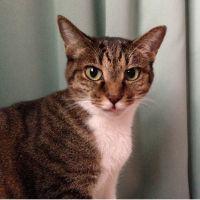 nyankosoul 会員画像
