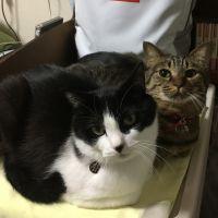 会員画像