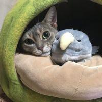 織部 会員画像
