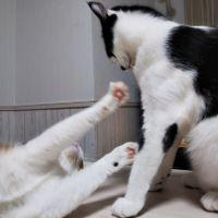 凛rin 会員画像