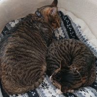 CB400four 会員画像