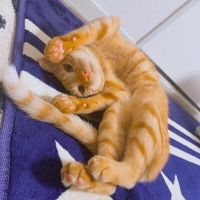 ヨシカズさん