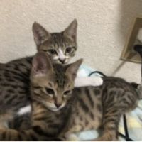 りるり 会員画像