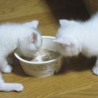 ゆうやけ♪ 会員画像