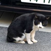 にゃんにゃむ 会員画像