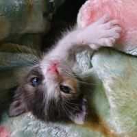 にゃーさん@うみねこ 会員画像