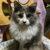 ねいろん 会員画像